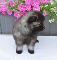 Teacup , a female Keeshond for sale in Nappanee, IN – 3 of 6