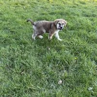 Male 1, a male Bullmastiff and Central Asian Shepherd for sale in Ridgefield, WA – Photo 8 of 9