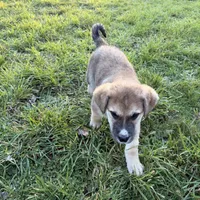 Male 1, a male Bullmastiff and Central Asian Shepherd for sale in Ridgefield, WA – Photo 4 of 9