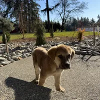 Male 1, a male Bullmastiff and Central Asian Shepherd for sale in Ridgefield, WA – Photo 5 of 9