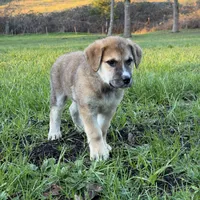 Male 1, a male Bullmastiff and Central Asian Shepherd for sale in Ridgefield, WA – Photo 1 of 9