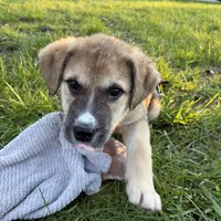 Male 1, a male Bullmastiff and Central Asian Shepherd for sale in Ridgefield, WA – Photo 7 of 9