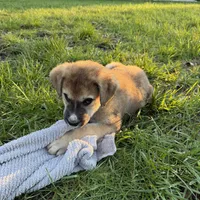 Male 1, a male Bullmastiff and Central Asian Shepherd for sale in Ridgefield, WA – Photo 9 of 9