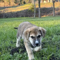 Male 1, a male Bullmastiff and Central Asian Shepherd for sale in Ridgefield, WA – Photo 2 of 9