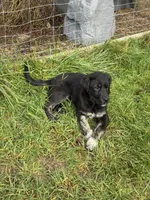 Female 4, a female Bullmastiff and Central Asian Shepherd for sale in Ridgefield, WA – Photo 5 of 8