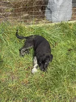 Female 4, a female Bullmastiff and Central Asian Shepherd for sale in Ridgefield, WA – Photo 6 of 8