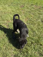 Female 4, a female Bullmastiff and Central Asian Shepherd for sale in Ridgefield, WA – Photo 7 of 8