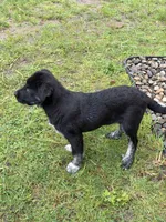 Female 4, a female Bullmastiff and Central Asian Shepherd for sale in Ridgefield, WA – Photo 4 of 8