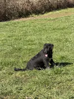 Female 4, a female Bullmastiff and Central Asian Shepherd for sale in Ridgefield, WA – Photo 8 of 8