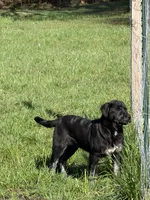 Female 4, a female Bullmastiff and Central Asian Shepherd for sale in Ridgefield, WA – Photo 2 of 8