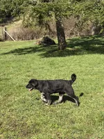 Female 4, a female Bullmastiff and Central Asian Shepherd for sale in Ridgefield, WA – Photo 1 of 8