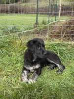 Female 4, a female Bullmastiff and Central Asian Shepherd for sale in Ridgefield, WA – Photo 3 of 8