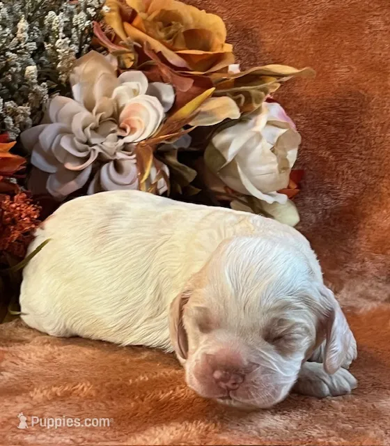 Spooky – Cocker Spaniel puppy for sale in Delta Junction, AK