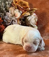 Spooky, a male Cocker Spaniel for sale in Delta Junction, AK – 1 of 10