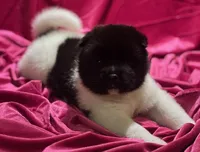 Duckie, a female Akita for sale in Delta Junction, AK – Photo 1 of 9