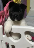 Duckie, a female Akita for sale in Delta Junction, AK – Photo 4 of 9