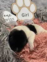 Duckie, a female Akita for sale in Delta Junction, AK – Photo 7 of 9