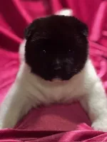 Duckie, a female Akita for sale in Delta Junction, AK – Photo 3 of 9