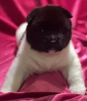 Duckie, a female Akita for sale in Delta Junction, AK – Photo 2 of 9