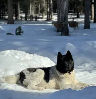 Duckie, a female Akita for sale in Delta Junction, AK – Photo 9 of 9