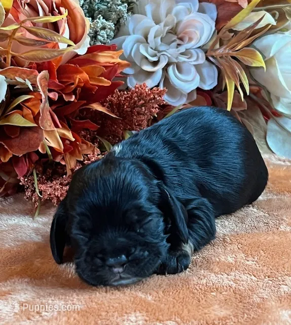 Raven – Cocker Spaniel puppy for sale in Delta Junction, AK