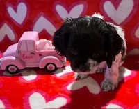 North, a female Cocker Spaniel for sale in Delta Junction, AK – Photo 5 of 9
