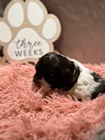 North, a female Cocker Spaniel for sale in Delta Junction, AK – Photo 3 of 9