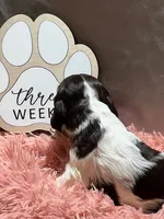 North, a female Cocker Spaniel for sale in Delta Junction, AK – Photo 2 of 9