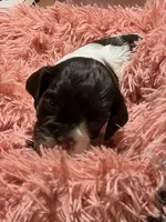 North, a female Cocker Spaniel for sale in Delta Junction, AK – Photo 4 of 9