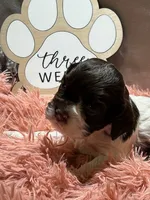 North, a female Cocker Spaniel for sale in Delta Junction, AK – Photo 1 of 9