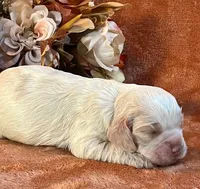 Spooky, a male Cocker Spaniel for sale in Delta Junction, AK – 4 of 10
