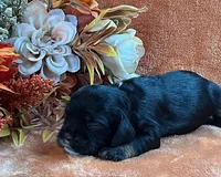 Raven, a male Cocker Spaniel for sale in Delta Junction, AK – 7 of 10
