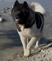 Miracle, a female Akita for sale in Delta Junction, AK – 9 of 10