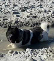 Miracle, a female Akita for sale in Delta Junction, AK – 10 of 10