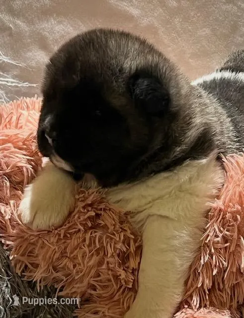 Miracle – Akita puppy for sale in Delta Junction, AK