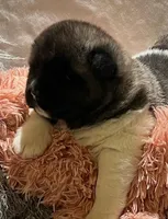 Miracle, a female Akita for sale in Delta Junction, AK – 1 of 10