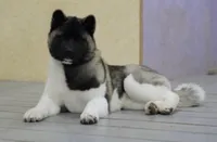 Miracle, a female Akita for sale in Delta Junction, AK – 8 of 10