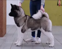 Miracle, a female Akita for sale in Delta Junction, AK – 7 of 10
