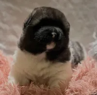 Miracle, a female Akita for sale in Delta Junction, AK – 4 of 10