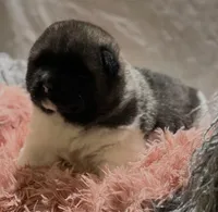 Miracle, a female Akita for sale in Delta Junction, AK – 3 of 10
