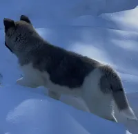 Miracle, a female Akita for sale in Delta Junction, AK – 6 of 10