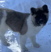 Miracle, a female Akita for sale in Delta Junction, AK – 5 of 10