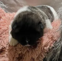 Miracle, a female Akita for sale in Delta Junction, AK – 2 of 10