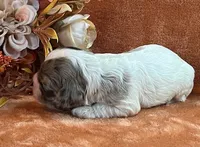 Jack , a male Cocker Spaniel for sale in Delta Junction, AK – 2 of 10