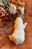 Spooky, a male Cocker Spaniel for sale in Delta Junction, AK – 8 of 10