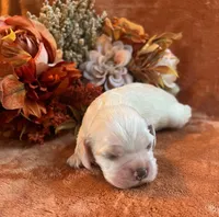 Ghost , a male Cocker Spaniel for sale in Delta Junction, AK – 6 of 9