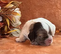 Jack , a male Cocker Spaniel for sale in Delta Junction, AK – 3 of 10
