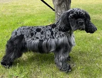 Spooky, a male Cocker Spaniel for sale in Delta Junction, AK – 10 of 10