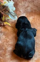 Raven, a male Cocker Spaniel for sale in Delta Junction, AK – 3 of 10