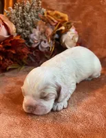 Spooky, a male Cocker Spaniel for sale in Delta Junction, AK – 5 of 10